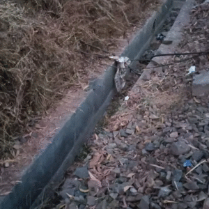 পুরুলিয়ার সিরজাম স্টেশনের কাছে চাঞ্চল্য, রেললাইনের পাশের ঝোপে অজ্ঞাতপরিচয় ব্যক্তির পচাগলা দেহ উদ্ধার