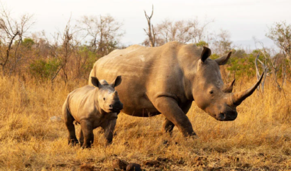 কুয়াশা ফুঁড়ে এল ‘নতুন অতিথি’! রামসাইয়ে মা গণ্ডারের সঙ্গে ছোট্ট শাবকের লুকোচুরি, ডুয়ার্সে খুশির জোয়ার