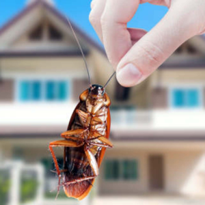 ঘর থেকে পোকা তাড়ানোর নিনজা টেকনিক জানুন একনজরে