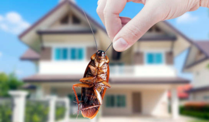 ঘর থেকে পোকা তাড়ানোর নিনজা টেকনিক জানুন একনজরে