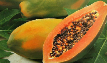 পুষ্টিকর পেঁপে কাদের খাওয়া উচিত নয়? গর্ভবতী মহিলা থেকে হৃদরোগী—৬টি ক্ষেত্রে কেন সতর্ক থাকবেন
