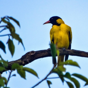 পরিযায়ী পাখিদের ফেরাতে অভিনব উদ্যোগ! পুরুলিয়ার মাঠা বনাঞ্চলে গাছে গাছে লাগানো হলো পরিবেশবান্ধব কৃত্রিম বাসা
