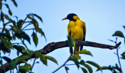 পরিযায়ী পাখিদের ফেরাতে অভিনব উদ্যোগ! পুরুলিয়ার মাঠা বনাঞ্চলে গাছে গাছে লাগানো হলো পরিবেশবান্ধব কৃত্রিম বাসা