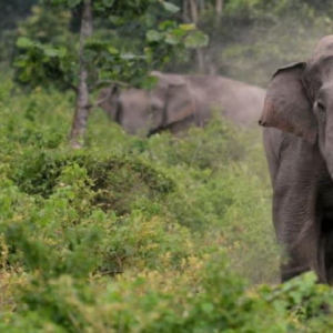 অত্যাধুনিক প্রযুক্তি এবং বন বিভাগের কৌশলী পদক্ষেপে বড়সড় সাফল্য, ঝাড়গ্রামের জঙ্গলমহলে হাতির তাণ্ডব কমল প্রায় ৯৫%