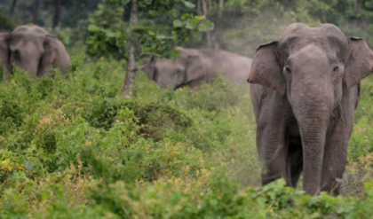 অত্যাধুনিক প্রযুক্তি এবং বন বিভাগের কৌশলী পদক্ষেপে বড়সড় সাফল্য, ঝাড়গ্রামের জঙ্গলমহলে হাতির তাণ্ডব কমল প্রায় ৯৫%