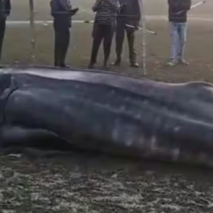 দিঘা উপকূলে বিরাট আতঙ্ক! ৩০ কুইন্টাল ওজনের বিরল দৈত্যাকার হাঙর জালে, সৈকত জুড়ে চাঞ্চল্য