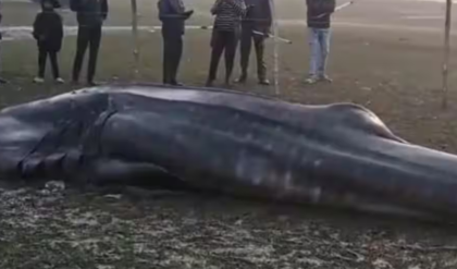 দিঘা উপকূলে বিরাট আতঙ্ক! ৩০ কুইন্টাল ওজনের বিরল দৈত্যাকার হাঙর জালে, সৈকত জুড়ে চাঞ্চল্য