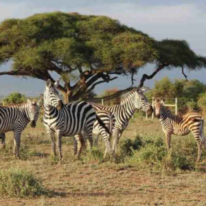 জঙ্গলে প্রতিটি নড়াচড়া এবার বনদপ্তরের মুঠোয়! বন্যপ্রাণী সংরক্ষণে উত্তরবঙ্গে প্রযুক্তির বিরাট বিপ্লব