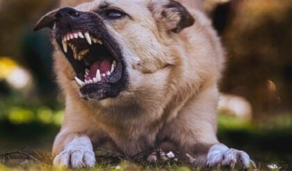 রাস্তায় খেলছিল ৩ বছরের শিশু, অতর্কিতে ঘিরে ধরল ১২ টি কুকুর! হাড়হিম করা দৃশ্য ভাইরাল