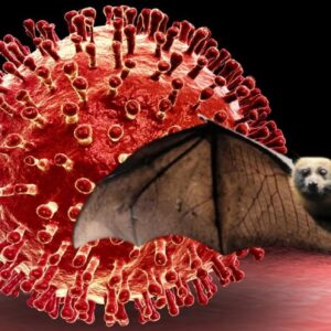 রাজ্যে নিপা আতঙ্ক! তড়িঘড়ি মমতাকে ফোন নাড্ডার, বাংলা কি বড় বিপদের মুখে?