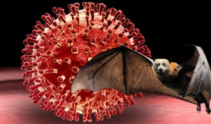 রাজ্যে নিপা আতঙ্ক! তড়িঘড়ি মমতাকে ফোন নাড্ডার, বাংলা কি বড় বিপদের মুখে?