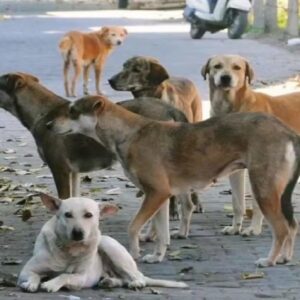 বিষাক্ত ইঞ্জেকশনে নিকেশ ৫০০ পথকুকুর! গ্রামপ্রধানদের উপস্থিতিতেই চলল যজ্ঞ, সরব পশুপ্রেমীরা