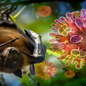 নিপার নির্দিষ্ট ওষুধ নেই! তবে কীভাবে সারবেন রোগীরা? বিশেষজ্ঞ চিকিৎসকের সতর্কবার্তায় চাঞ্চল্য