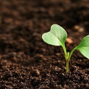 রাসায়নিকের বিষে মরছে মাটি! কৃষিকে বাঁচাতে ‘আইএনএম’ কি ভারতের শেষ অস্ত্র?