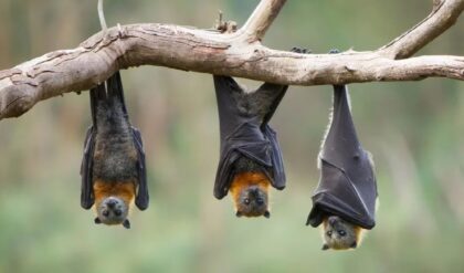 কলকাতায় নিপা আতঙ্ক? নজরে আলিপুরের বাদুড়! নিপা নিয়ে তোলপাড় চিড়িয়াখানা