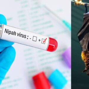 কলকাতার দোরগোড়ায় মারণ ‘নিপা’র থাবা! আক্রান্ত দুই নার্স, রাজ্যজুড়ে হাই-অ্যালার্ট জারি