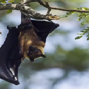 মৃত্যুদূত কি দরজায় কড়া নাড়ছে? কয়েক কিলোমিটার দূরেই দুই আক্রান্ত, অথচ বাদুড়ের ছায়াতেই দিব্যি আছেন এঁরা!