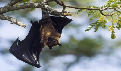 মৃত্যুদূত কি দরজায় কড়া নাড়ছে? কয়েক কিলোমিটার দূরেই দুই আক্রান্ত, অথচ বাদুড়ের ছায়াতেই দিব্যি আছেন এঁরা!