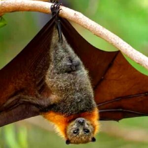 ভারতে নিপা ভাইরাসের আতঙ্ক! এশিয়ার বিমানবন্দরগুলিতে জারি হাই-অ্যালার্ট, কী ঘটছে পশ্চিমবঙ্গে?