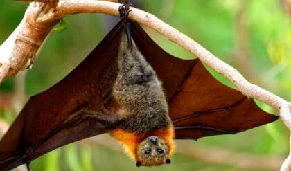 ভারতে নিপা ভাইরাসের আতঙ্ক! এশিয়ার বিমানবন্দরগুলিতে জারি হাই-অ্যালার্ট, কী ঘটছে পশ্চিমবঙ্গে?