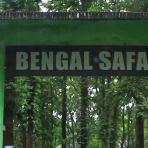 শীতের বেঙ্গল সাফারিতে ‘রয়্যাল’ এন্ট্রি! নতুন বছরে পর্যটকদের জন্য এল সবথেকে বড় উপহার