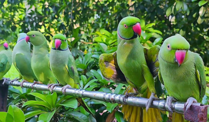 নর্মদার তীরে বিভীষিকা! রহস্যজনকভাবে মৃত্যু ২০০ টিয়াপাখির, বিষক্রিয়া না কি অন্য কিছু?