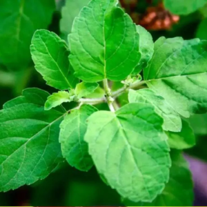 তুলসি পাতার অমূল্য ঔষধিগুণ জানেন? জানলে অবাক হবেন