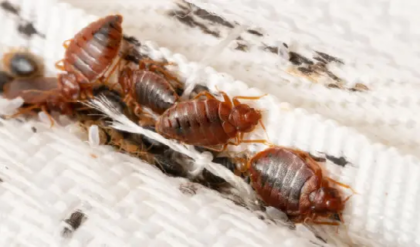 সাবধান! আপনার ঘরের কোণেই লুকিয়ে এই বিষাক্ত পোকা? বাঁচার উপায় জেনে নিন