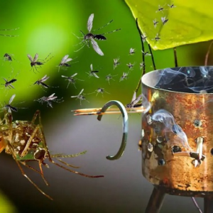 ক্ষতিকর কয়েল ছাড়াই যে উপায়ে তাড়াবেন মশা? জানুন