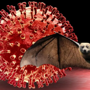 নিপা আতঙ্কে কাঁপছে বাংলা! দুই নার্সের অবস্থা আশঙ্কাজনক, অ্যাকশন মোডে কেন্দ্র-রাজ্য