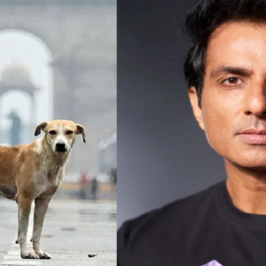 “প্রতিটি পথকুকুরও ভারতীয়!” শীর্ষ আদালতের কড়া অবস্থানের বিরুদ্ধে রুখে দাঁড়ালেন পর্দার ‘মসিহা’