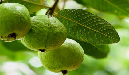 পেয়ারা কি শুধুই সাধারণ ফল? মাথা থেকে পা—শরীরের প্রতিটি অঙ্গের ভোল বদলে দেবে এই ‘সুপারফুড’!