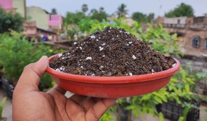 চা খেয়ে পাতা ফেলে দিচ্ছেন? এই ভুলেই হাতছাড়া হচ্ছে হাজার হাজার টাকা বাঁচানোর মোক্ষম সুযোগ!