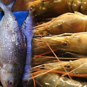 পাতে পড়া ইলিশ কি তবে আফ্রিকার? টন টন মাছ আসছে বাংলায়, ফাঁস চাঞ্চল্যকর তথ্য!