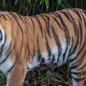সুন্দরবনে বাঘে-মানুষে মরণপণ লড়াই! কাঁকড়া ধরতে গিয়ে বাঘের মুখে মৎস্যজীবী, অল্পের জন্য প্রাণরক্ষা