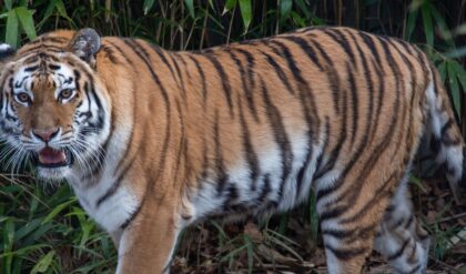সুন্দরবনে বাঘে-মানুষে মরণপণ লড়াই! কাঁকড়া ধরতে গিয়ে বাঘের মুখে মৎস্যজীবী, অল্পের জন্য প্রাণরক্ষা