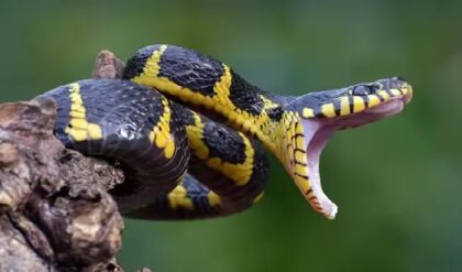 প্রকৃতির অদ্ভুত রহস্য! নিজের প্রজাতিকেই গিলে খাচ্ছে ২০০-র বেশি সাপ, কারণ খুঁজলেন বিজ্ঞানীরা