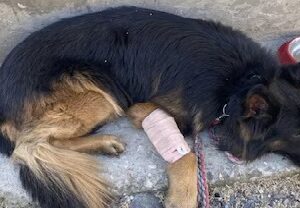 গুলির লড়াইয়ের মাঝেও অকুতোভয়! জঙ্গিদের ডেরায় ঢুকে প্রাণ দিল সেনার বীর যোদ্ধা ‘টাইসন’