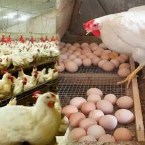 বার্ড ফ্লু’র থাবা! ভারতসহ ৩৯ দেশ থেকে মুরগি ও ডিম আমদানিতে ‘ব্যান’ বসাল সৌদি আরব!