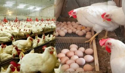 বার্ড ফ্লু’র থাবা! ভারতসহ ৩৯ দেশ থেকে মুরগি ও ডিম আমদানিতে ‘ব্যান’ বসাল সৌদি আরব!