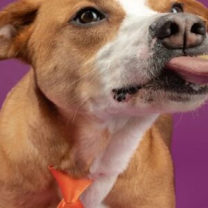 পোষ্য কুকুরের সামান্য চাট! ১ বছরে ৬ বার হার্ট অ্যাটাক, কাটা গেল মহিলার দুই হাত ও পা!