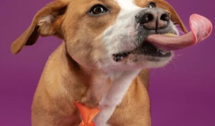 পোষ্য কুকুরের সামান্য চাট! ১ বছরে ৬ বার হার্ট অ্যাটাক, কাটা গেল মহিলার দুই হাত ও পা!