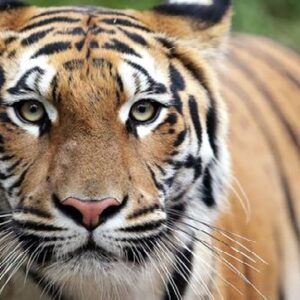 মানুষের মতো বাঘেরাও কি ডায়েট করে? জঙ্গলরাজ্যের ‘উপবাস’ রহস্য ফাঁস হতেই অবাক বিশ্ব!