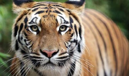 মানুষের মতো বাঘেরাও কি ডায়েট করে? জঙ্গলরাজ্যের ‘উপবাস’ রহস্য ফাঁস হতেই অবাক বিশ্ব!