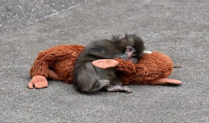 Google-এ এই সিক্রেট কোড লিখলেই নামবে ভালোবাসার বৃষ্টি! আপনি ট্রাই করেছেন কি?