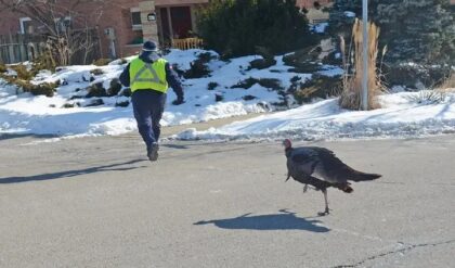 হলিউড সিনেমাকেও হার মানাবে! ২টো পাখির ভয়ে কাঁপছে জাঁদরেল মানুষ, শেষমেশ আশ্রয় গাড়ির ভেতর!