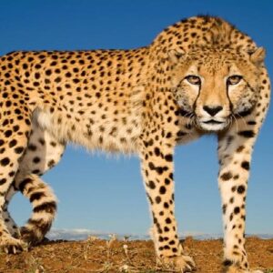 প্রজেক্ট চিতা: রাজকীয় খানা-পিনাতেও মন ভরছে না? কুনো থেকে লোকালয়ে হানা দিচ্ছে মোদির চিতা!