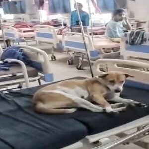 রোগীর পাশে এবার সারমেয়! হুগলির গৌরহাটি ESI হাসপাতালে কুকুরের দখলে বেড, তুঙ্গে রাজনৈতিক বিতর্ক