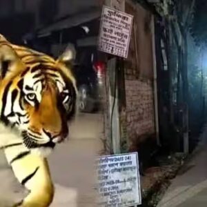গোবরডাঙার রাস্তায় রয়্যাল বেঙ্গল টাইগার! হাড়হিম করা ছবি কি আসলি না কি নকবলি? জানুন আসল সত্য