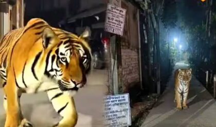গোবরডাঙার রাস্তায় রয়্যাল বেঙ্গল টাইগার! হাড়হিম করা ছবি কি আসলি না কি নকবলি? জানুন আসল সত্য